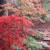 Maple