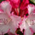 Rhody